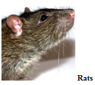 rodent removal san antonio